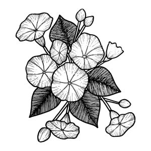 وکتور نقاشی گلهای خطی