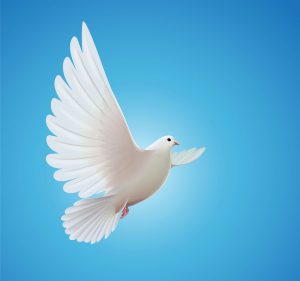 وکتور کبوتر سفید نماد صلح