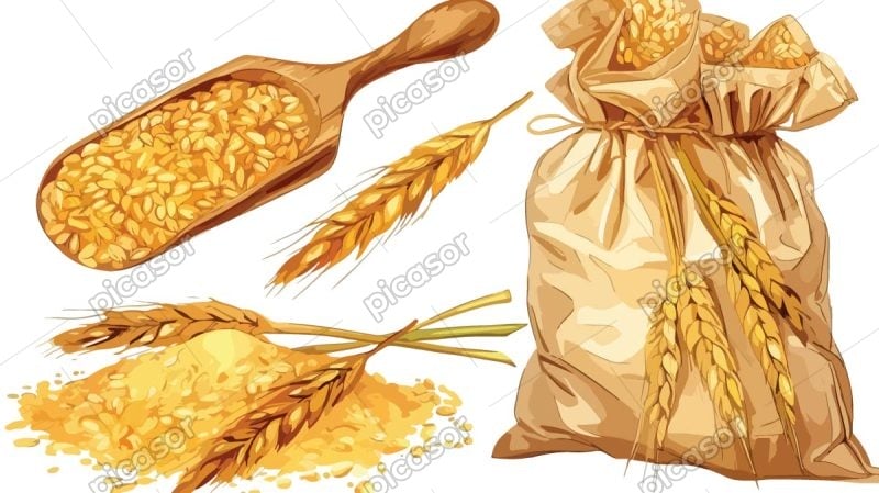 وکتور خوشه گندم وکتور کیسه گندم