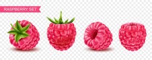 4 وکتور تمشک قرمز - وکتور میوه تمشک طراحی واقعی