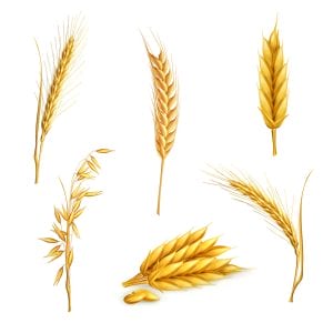 6 وکتور گندم وکتور خوشه گندم