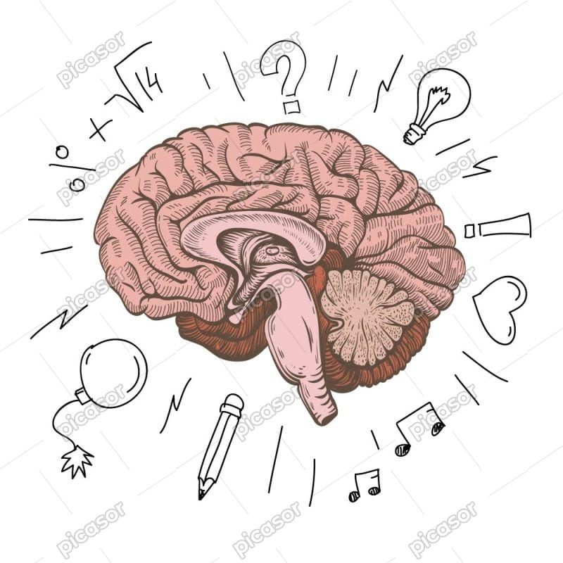 وکتور مغز انسان و عملکرد مغز