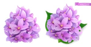 2 وکتور دسته گلهای بنفش