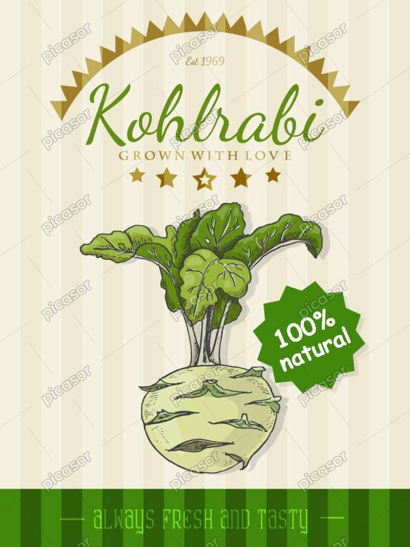 وکتور کلم قمری وکتور پوستر کلم قمری - وکتور پوستر سبزیجات نقاشی واقعی