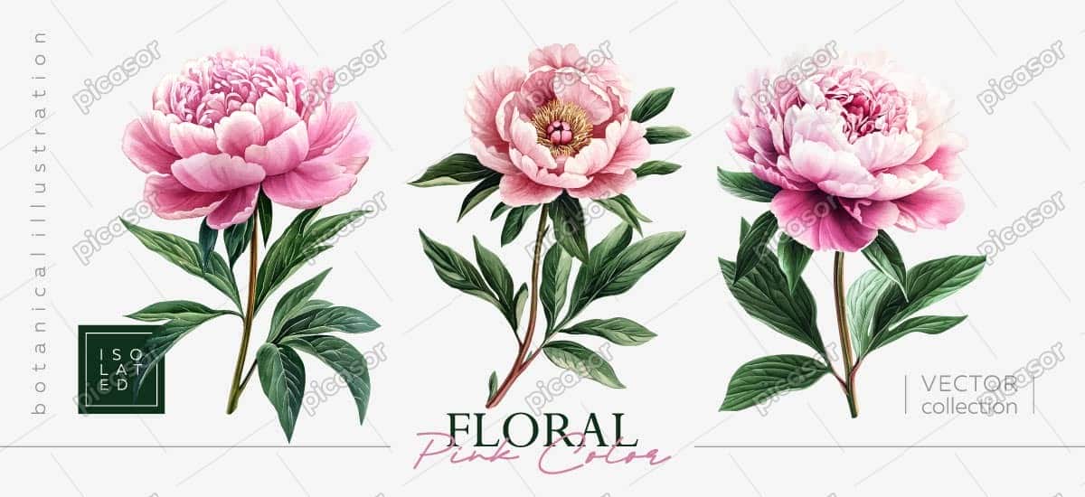 3 وکتور شاخه گل پیونی طراحی واقعی و مدرن 3 وکتور شاخه گل پیونی طراحی واقعی و مدرن